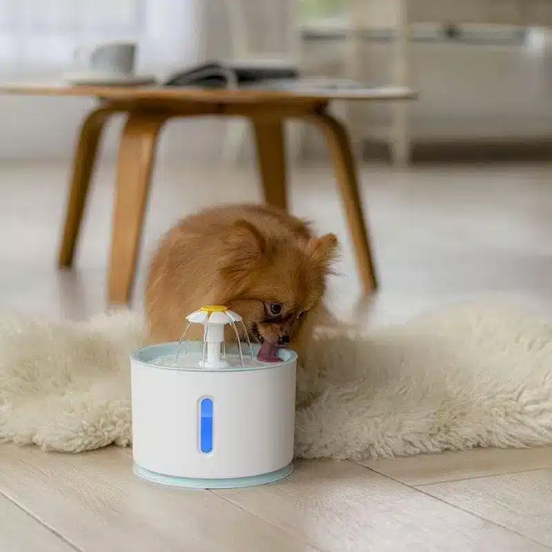 waterfontein voor honden